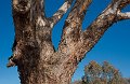 tree detail